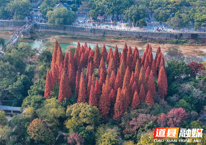 道县：冬日杉树红装俏 （组图）2_副本.png