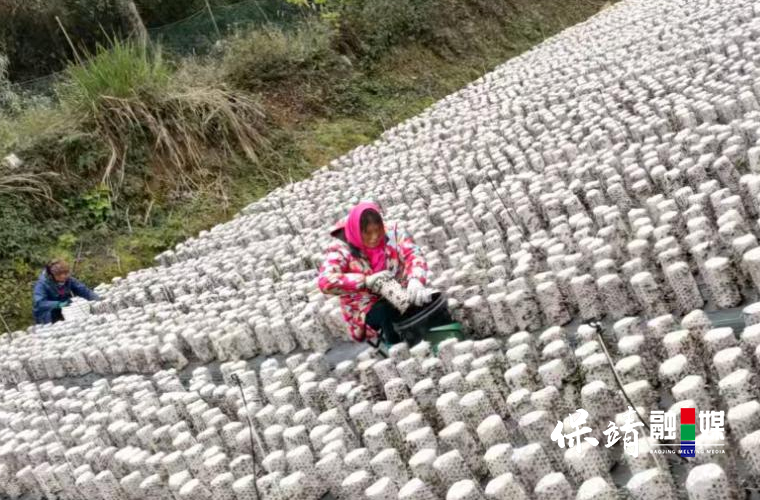 小蘑菇图片1.jpg