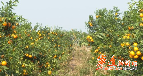 宁远：沃柑抢“鲜”上市 远销海外3_副本500.jpg