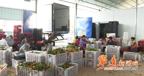 宁远：沃柑抢“鲜”上市 远销海外2_副本500.jpg