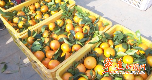 宁远：沃柑抢“鲜”上市 远销海外_副本500.jpg