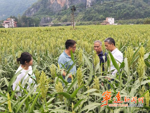 宁远：“小院”铺就科技路3_副本500.jpg
