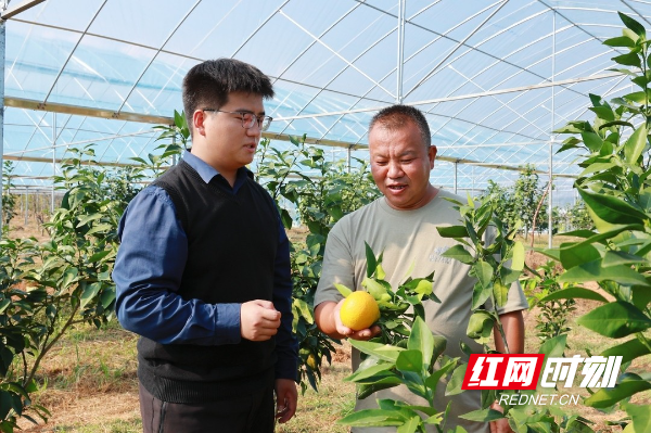 金紫乡三江村：冬季果树修剪忙 “剪出”增产好“丰”景3.jpg