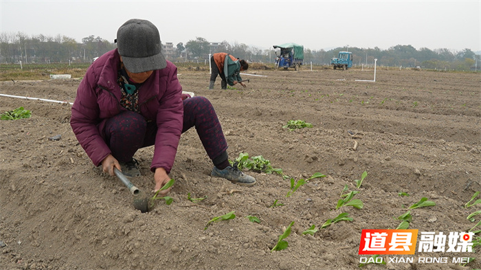 道县：合理安排蔬菜茬口 保障低温天气“菜篮子”供应3.jpg