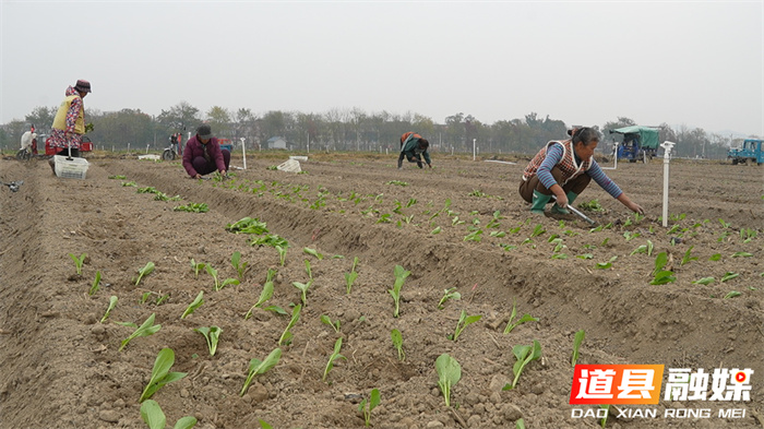 道县：合理安排蔬菜茬口 保障低温天气“菜篮子”供应2.jpg