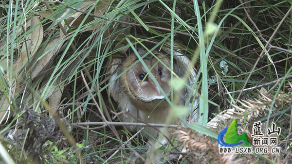 我县放飞3只国家二级保护野生动物猴面鹰2.jpg