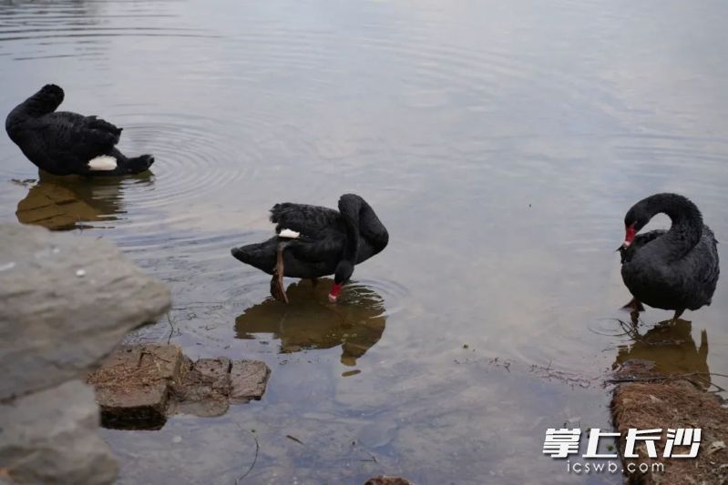 黑天鹅正在整理羽毛。图片均为省森林植物园提供