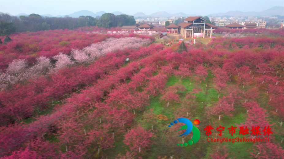 櫻花3.jpg 櫻花3.jpg