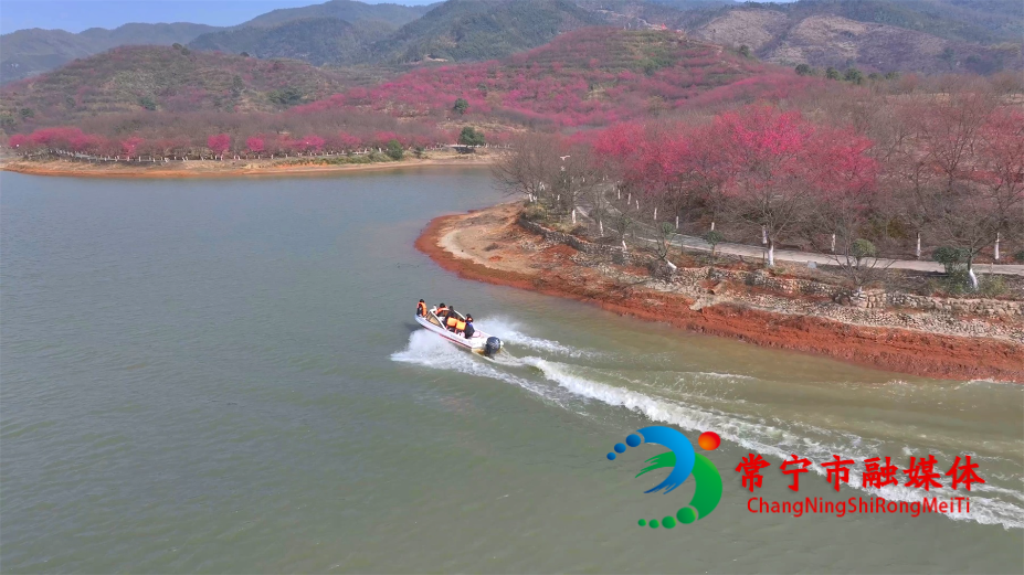櫻花2.jpg 櫻花2.jpg