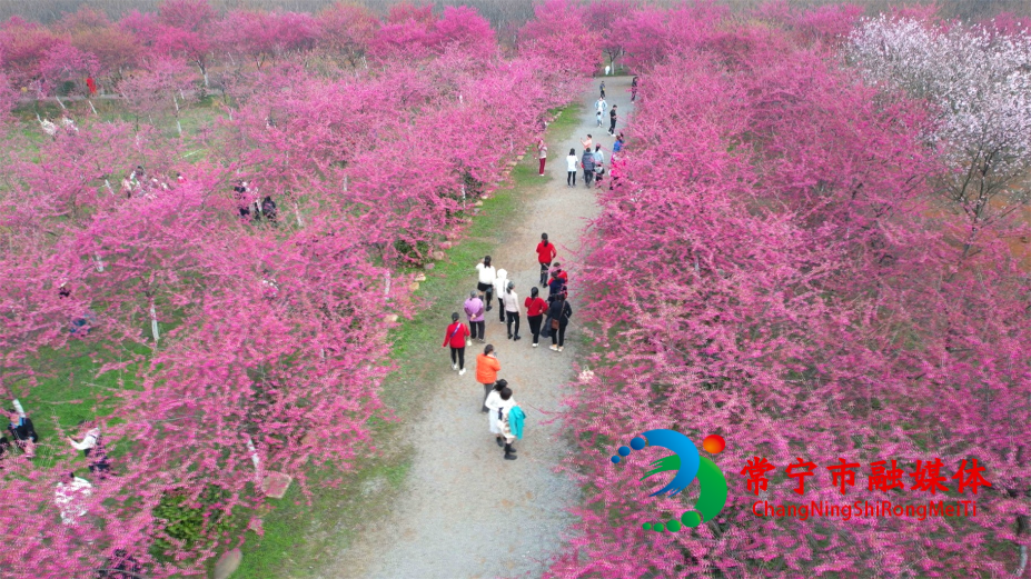 櫻花1.jpg 櫻花1.jpg