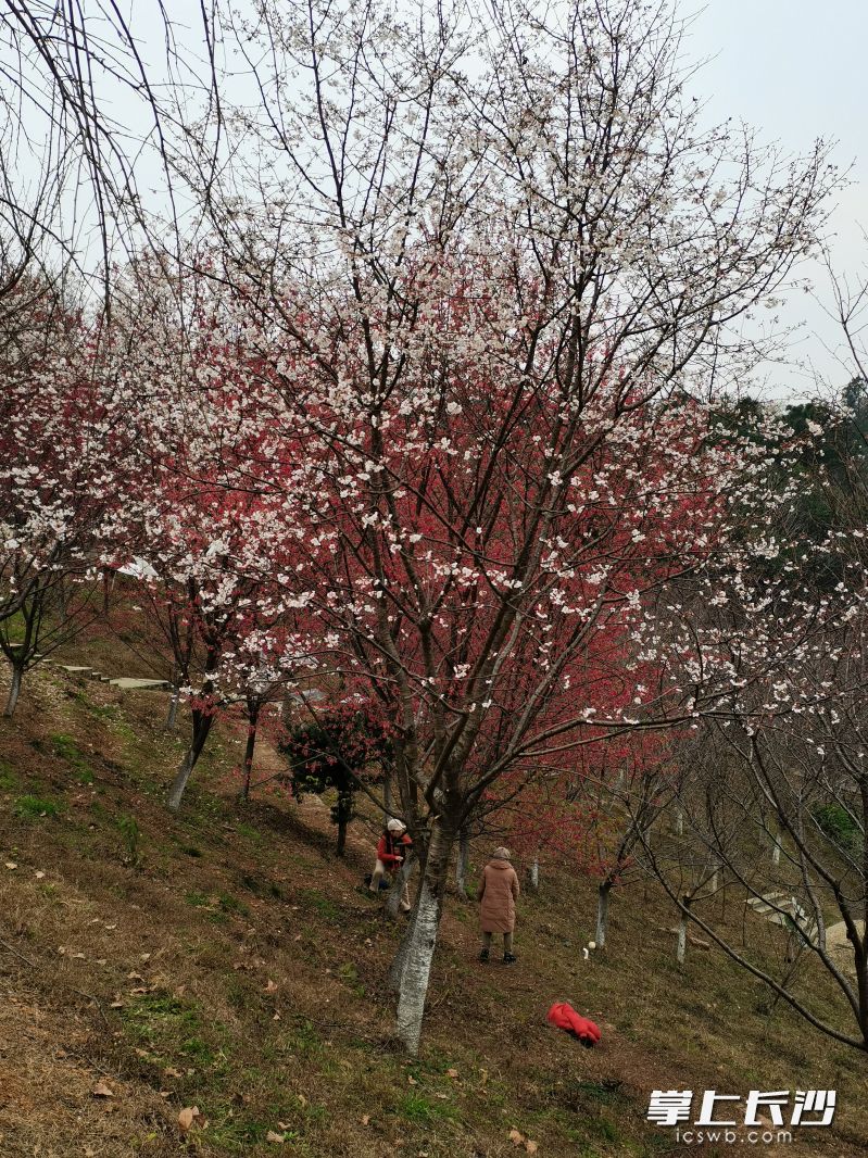 游客在栅花树下打卡。