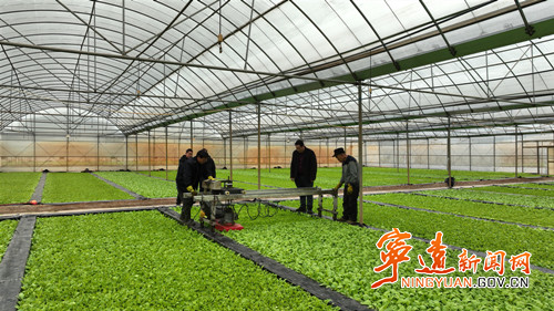 宁远：烤烟育苗忙 技术指导到田间3_副本500.jpg