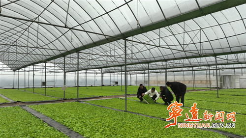 宁远：烤烟育苗忙 技术指导到田间2_副本500.jpg