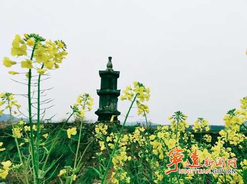 寧遠：寶塔下的油菜花_副本_副本500.jpg