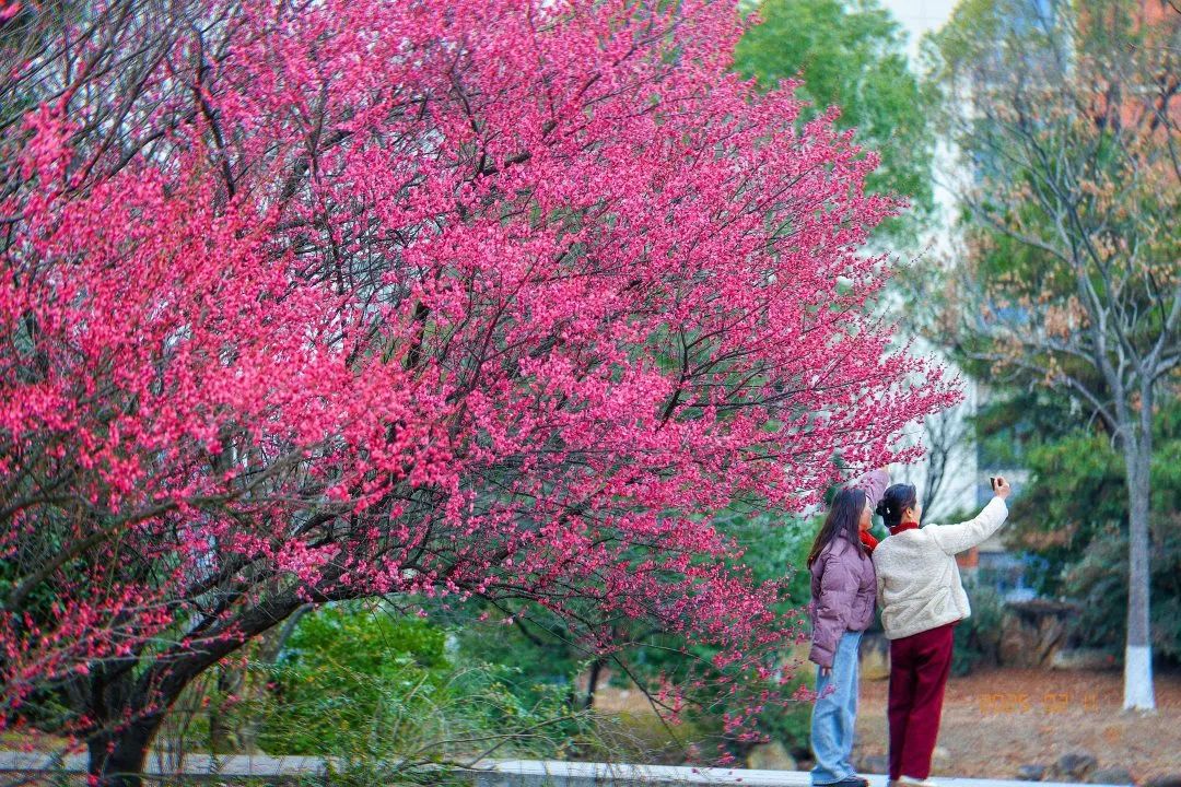 东湖辖区的梅花正赶上万花争艳时节 (1).jpg