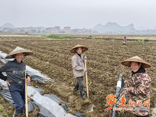 宁远禾亭镇：烟苗剪叶忙 乡村振兴旺2_副本500.jpg