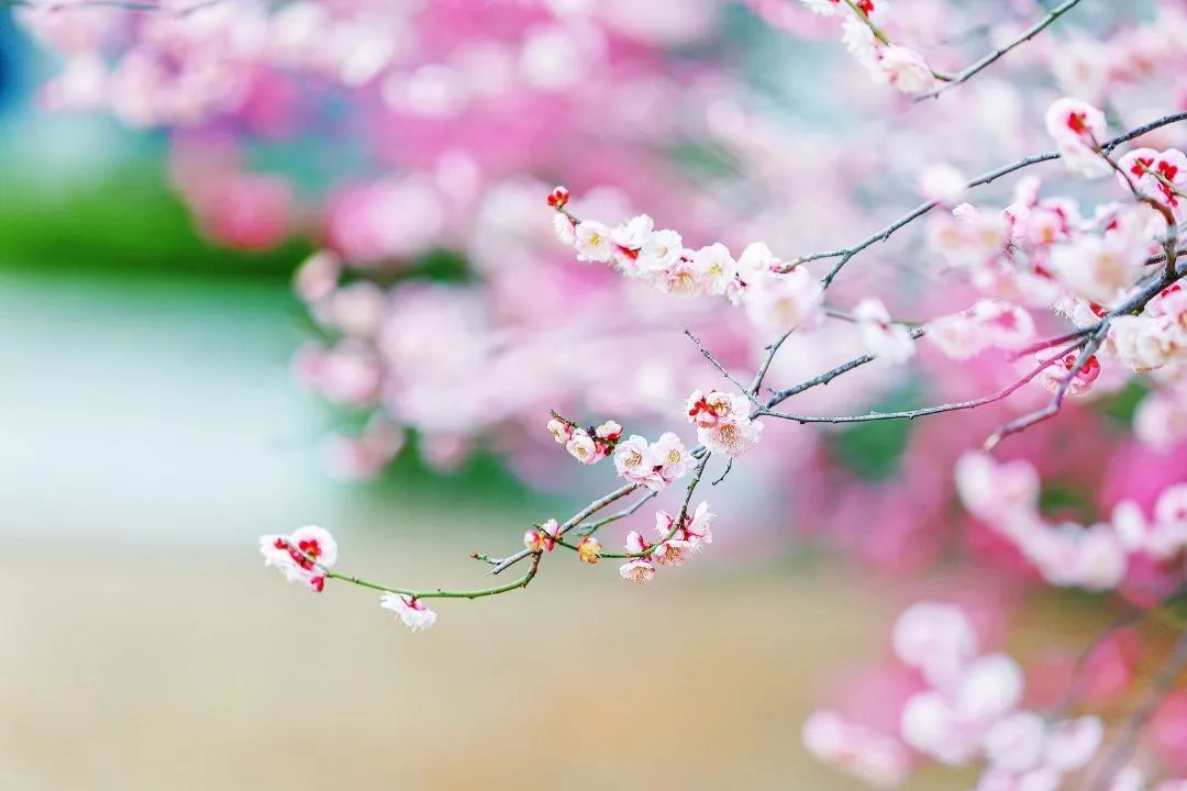 东湖辖区的梅花正赶上万花争艳时节 (2).jpg
