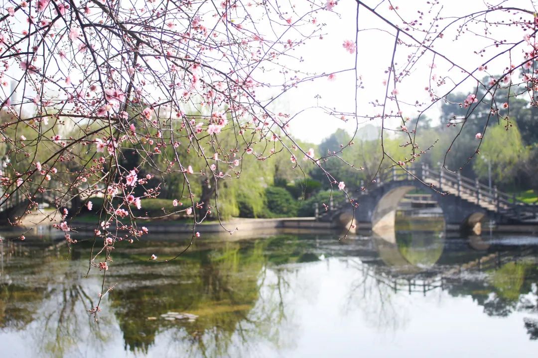 3“疏影横斜水清浅”——逸苑湖景趣.jpg