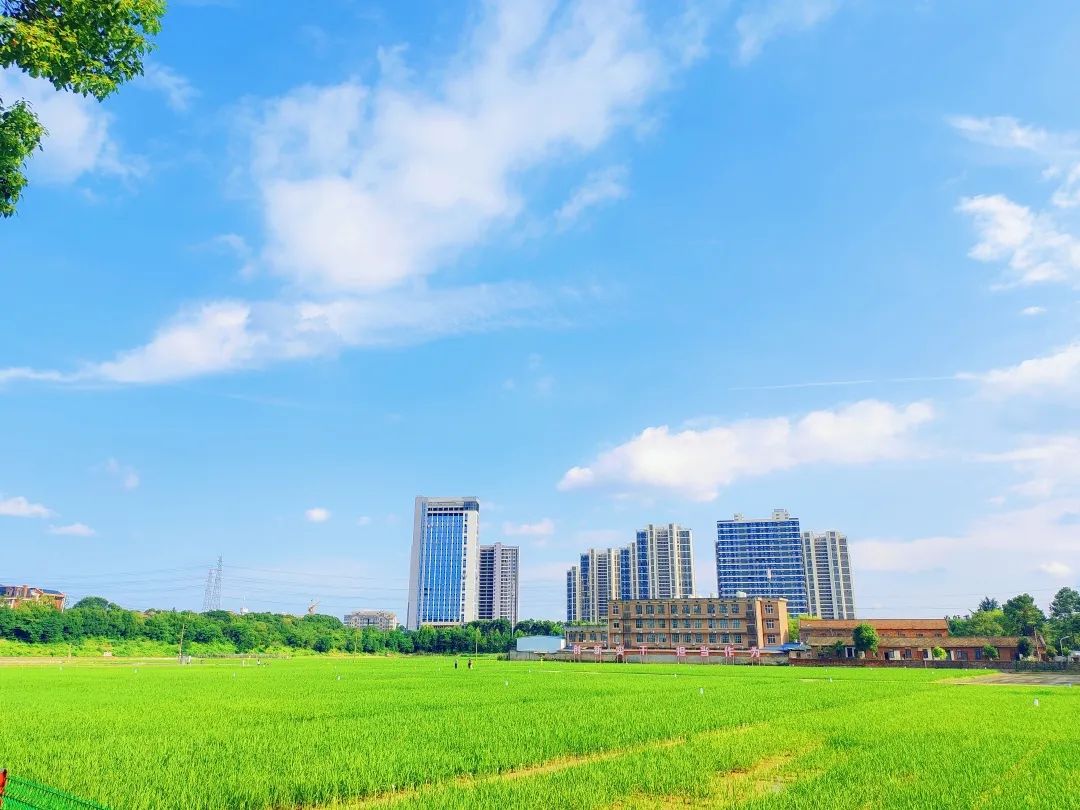 农科院试验田.jpg