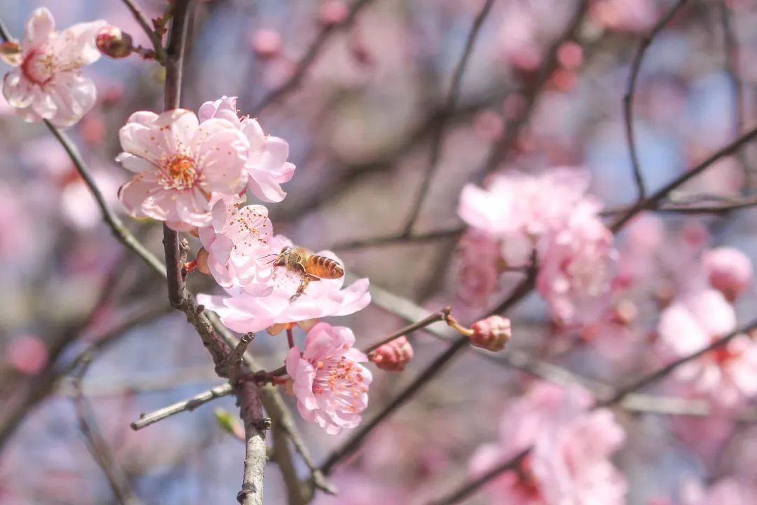 5“玉露为酒花为粮”——蜂儿忙采蜜.jpg