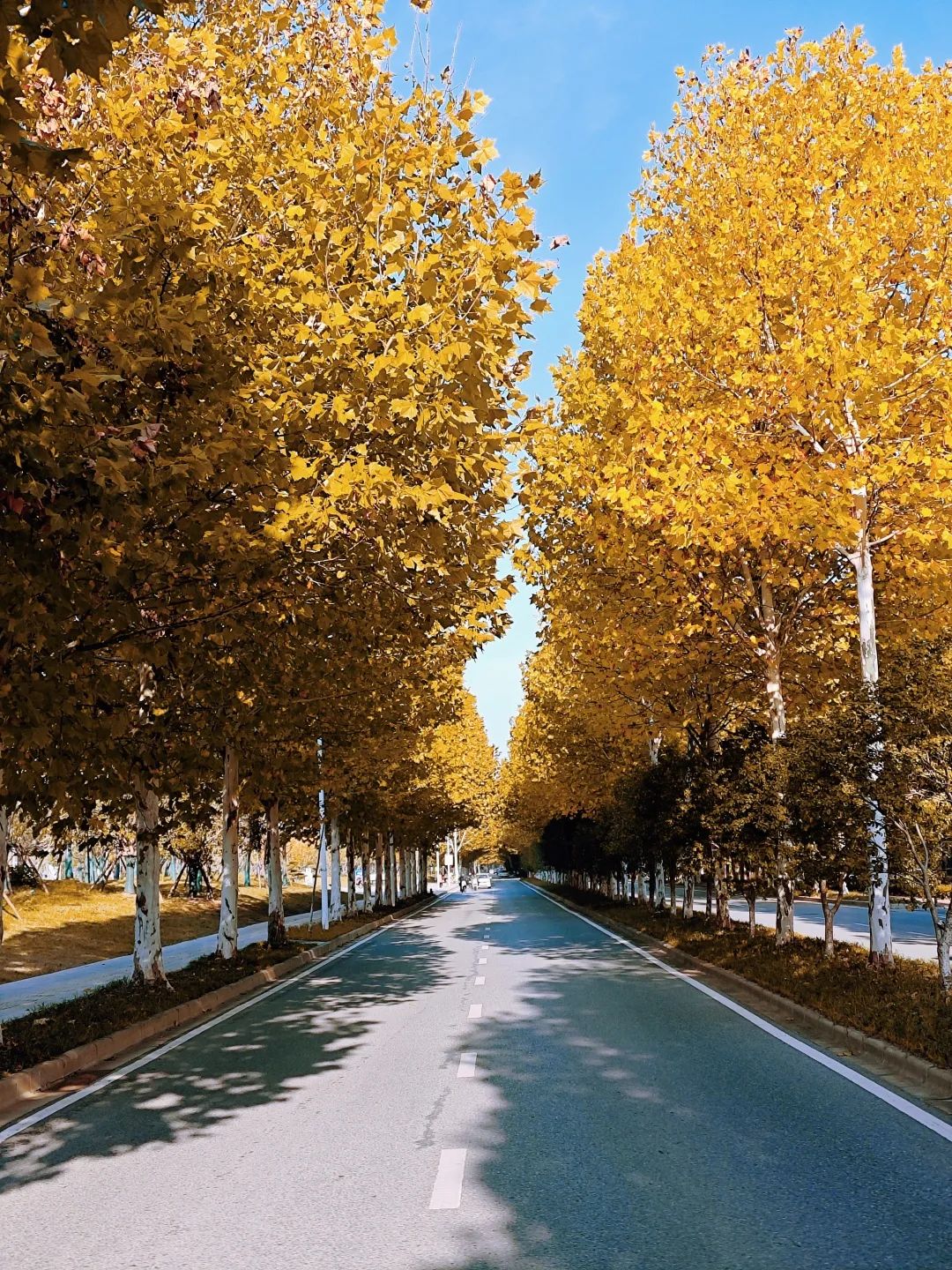 滨湖路梧桐树上演四季轮转.jpg