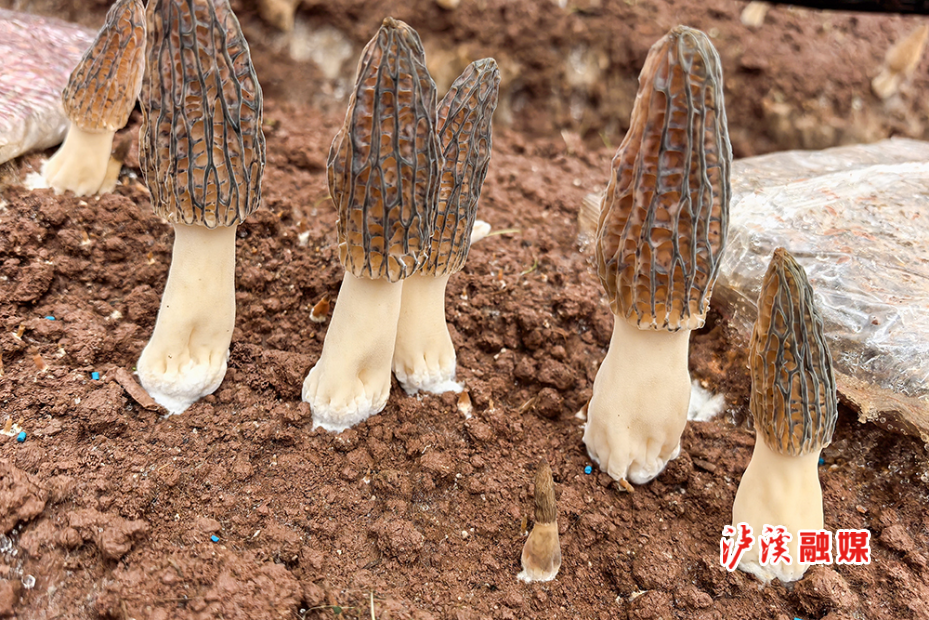 小章羊肚菌.jpg2.jpg