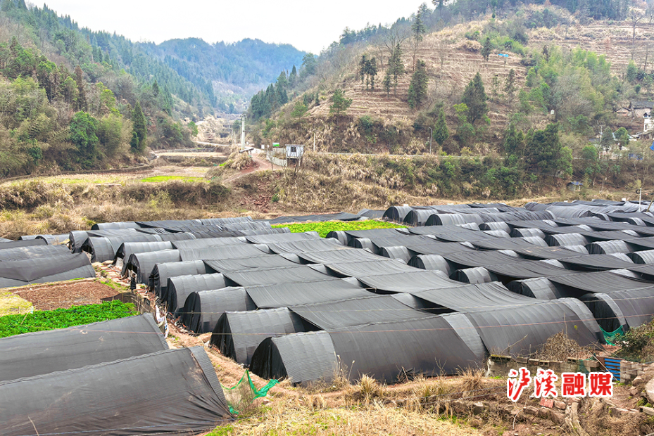 小章羊肚菌.jpg2.jpg3.jpg