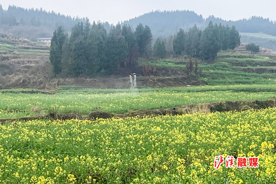 达岚油菜采收.jpg修图.jpg2.jpg