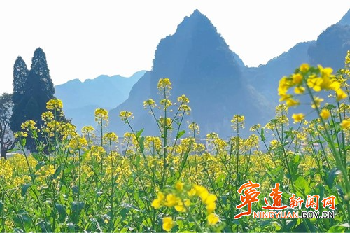 寧遠：油菜花海醉游人_副本500.jpg