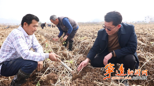 寧遠：春耕正當時 烤煙移栽忙_副本500.jpg