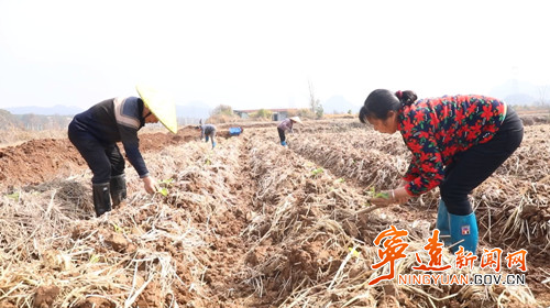 寧遠：春耕正當時 烤煙移栽忙2_副本500.jpg