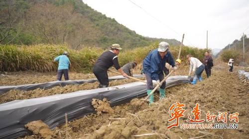 寧遠：黨建領航“苗”繪藍圖  煙苗移栽開啟致富新篇_副本500.jpg