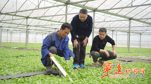 寧遠：黨建領航“苗”繪藍圖  煙苗移栽開啟致富新篇2_副本500.png