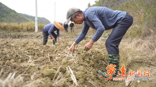 寧遠：黨建領航“苗”繪藍圖  煙苗移栽開啟致富新篇3_副本500.jpg