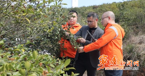 宁远：天气指数保险兜底 油茶产业发展更有底气2_副本500.jpg