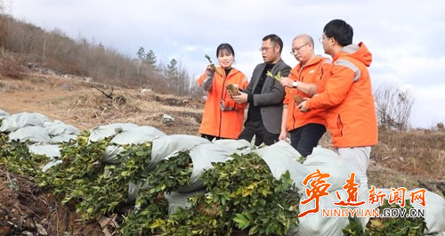 宁远：天气指数保险兜底 油茶产业发展更有底气3_副本500.jpg