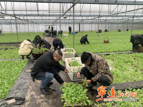 宁远气象局：为烤烟种植提供全方位气象服务_副本500.jpg