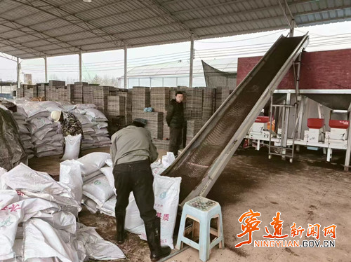 宁远冷水镇：早稻生产谋定快动  全力保障粮食安全_副本500.jpg