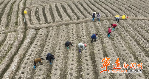 宁远水市镇：抢抓农时 烤烟移栽正当时_副本500.jpg
