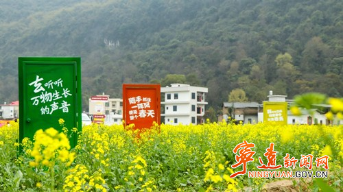 宁远湾井镇：油菜花音乐节紧密筹备中2_副本500.jpg