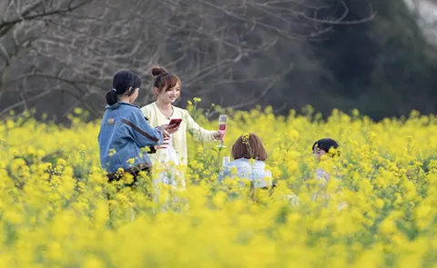 组图 | 湘潭县：油菜花开遍地“金”