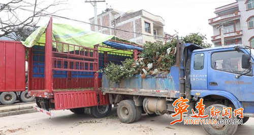 宁远：抢抓时节 种下“绿色银行”2_副本500.jpg