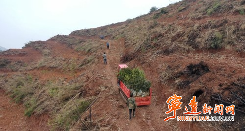 宁远：抢抓时节 种下“绿色银行”3_副本500.jpg