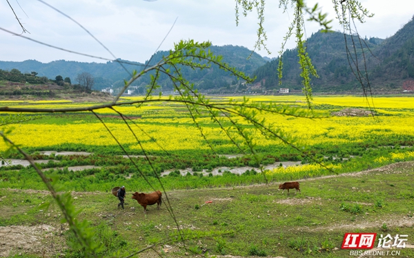 麻阳这个地方种出“黄金田”， 一派生机盎然的景象跃然眼前