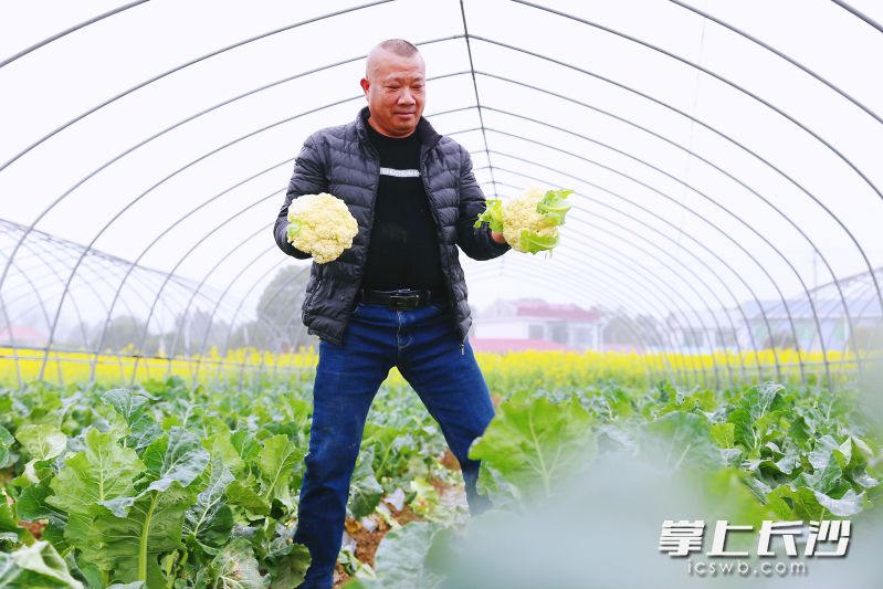 3月中下旬是早春蔬菜即将收尾的季节，花菜、白菜薹等都快采收完毕。