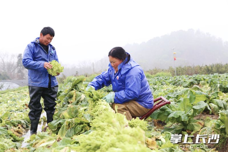 3月13日下午，普迹镇书院新村菜农潘熙、李纯在地里采收儿菜，最近夫妻俩每天都要采收近千公斤儿菜供应海吉星市场。