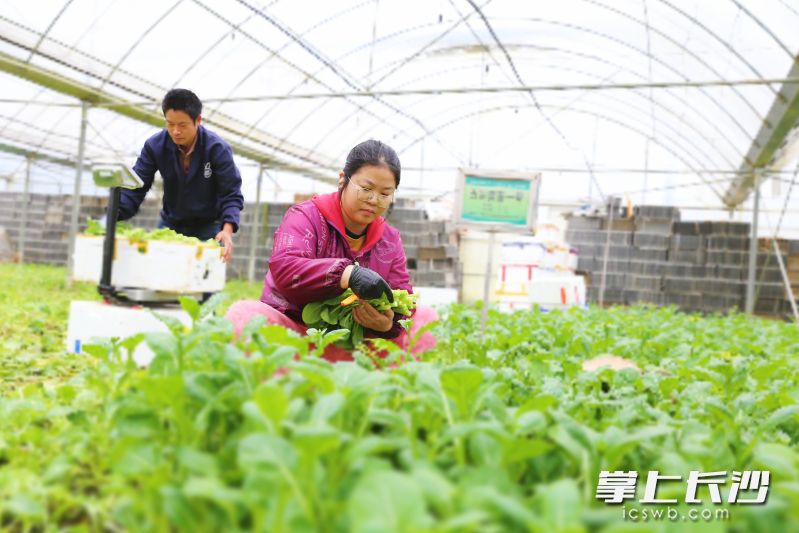 3月13日，菜农官建胜夫妻正在采收、打包广心菜。有了科技助力，夫妻两人就能打理30多个蔬菜大棚。 均为长沙晚报全媒体记者颜开云摄