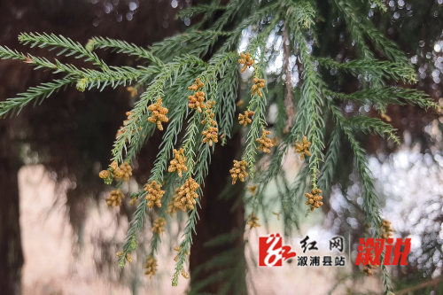 WeChat_20250317110543.mp4_snapshot_00.00.461.jpg