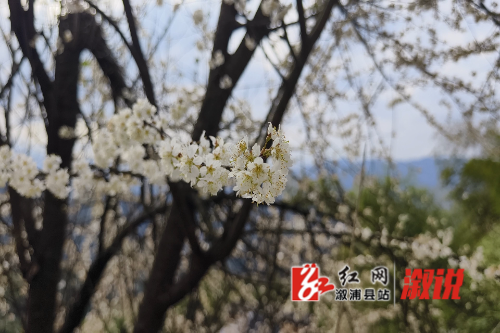 WeChat_20250317100300.mp4_snapshot_00.00.401.jpg