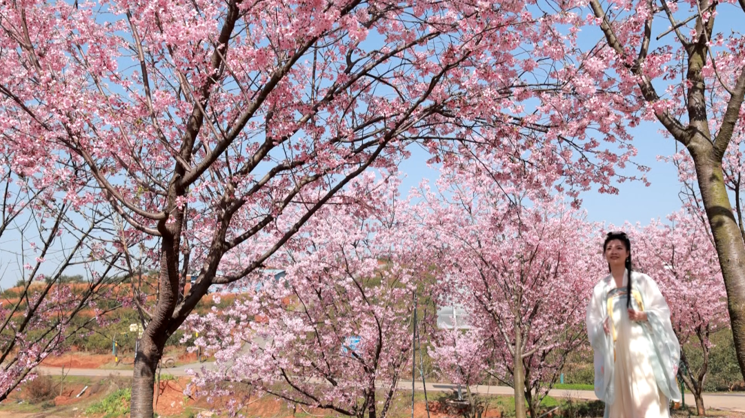 道林油菜花.png